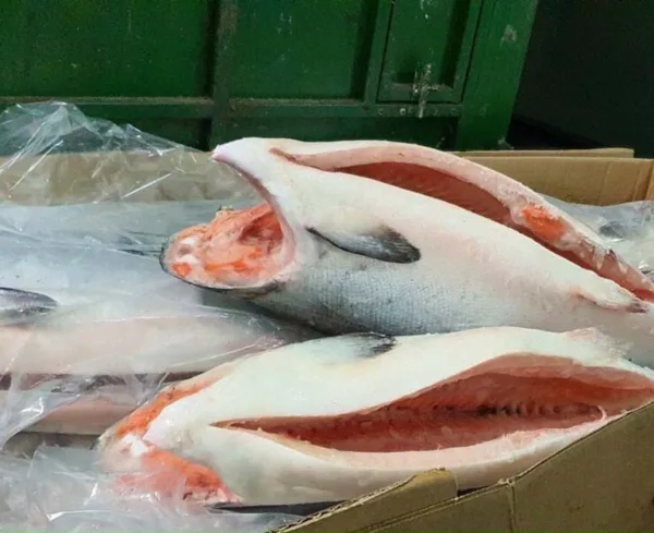 ca-hoi-nhap-khau-2